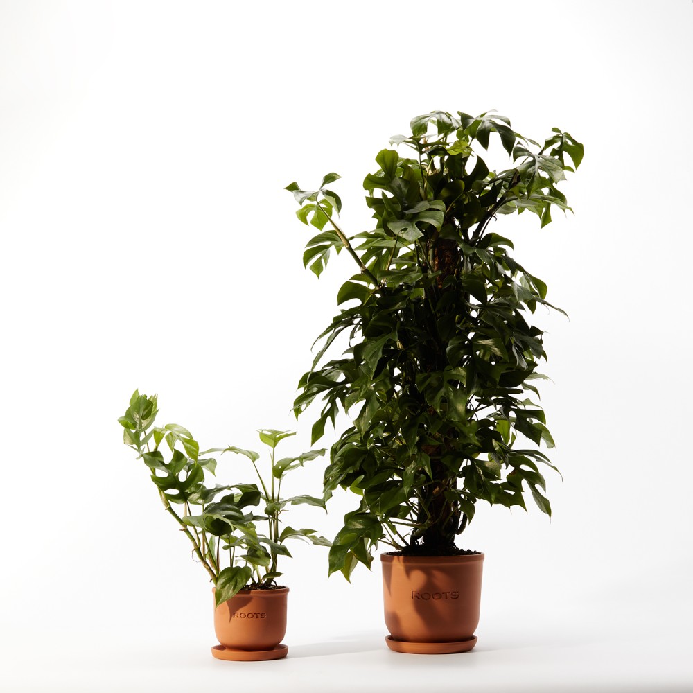 Монстера Минима Монстера Минима