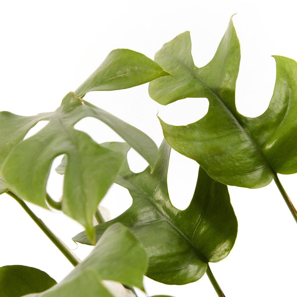 Монстера Минима Монстера Минима