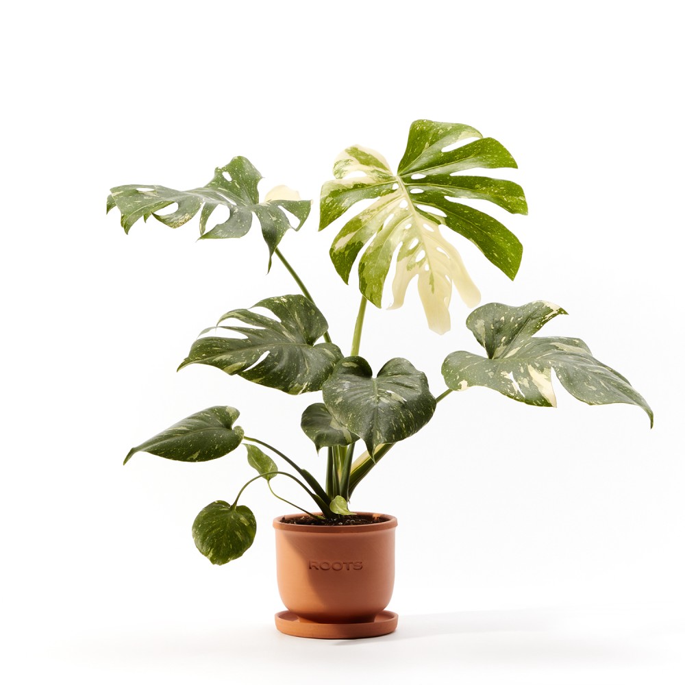 Монстера Тайское Созвездие Монстера Тайское Созвездие