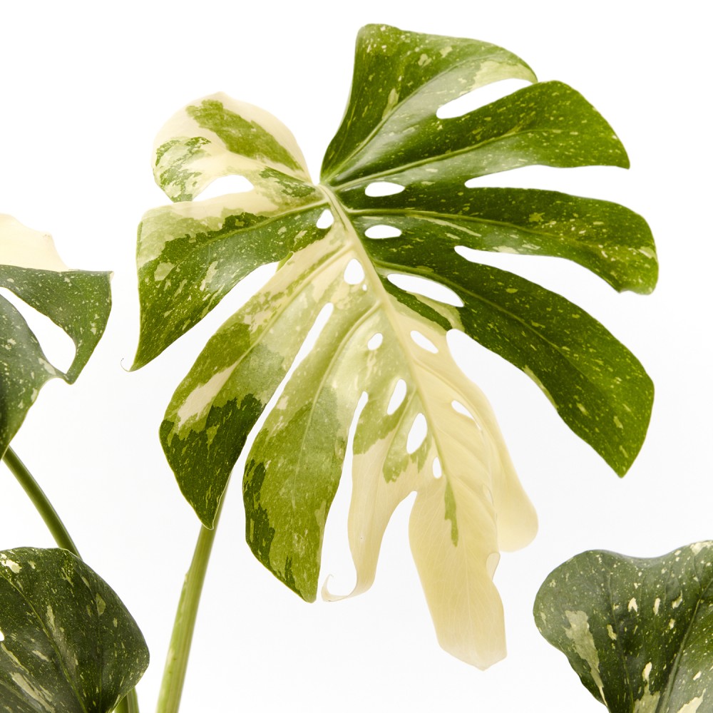 Монстера Тайское Созвездие Монстера Тайское Созвездие