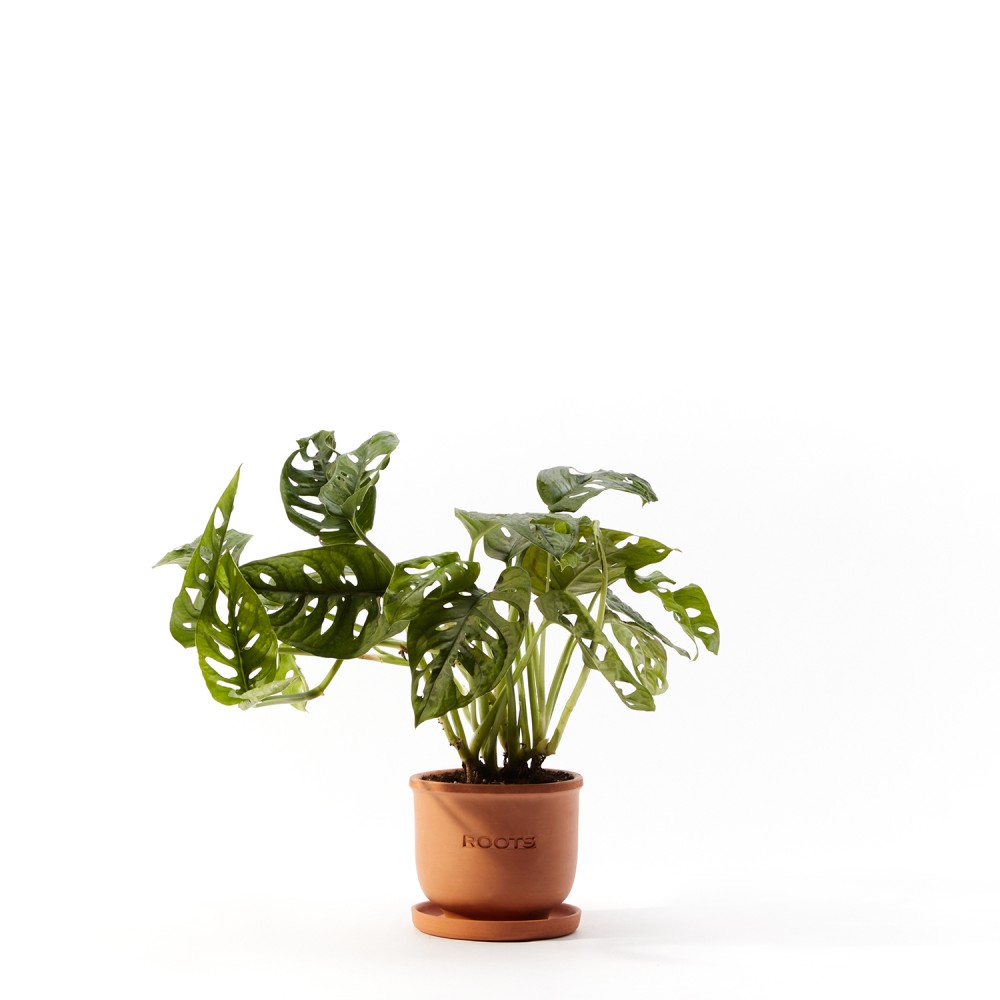 Монстера Манки Маск 