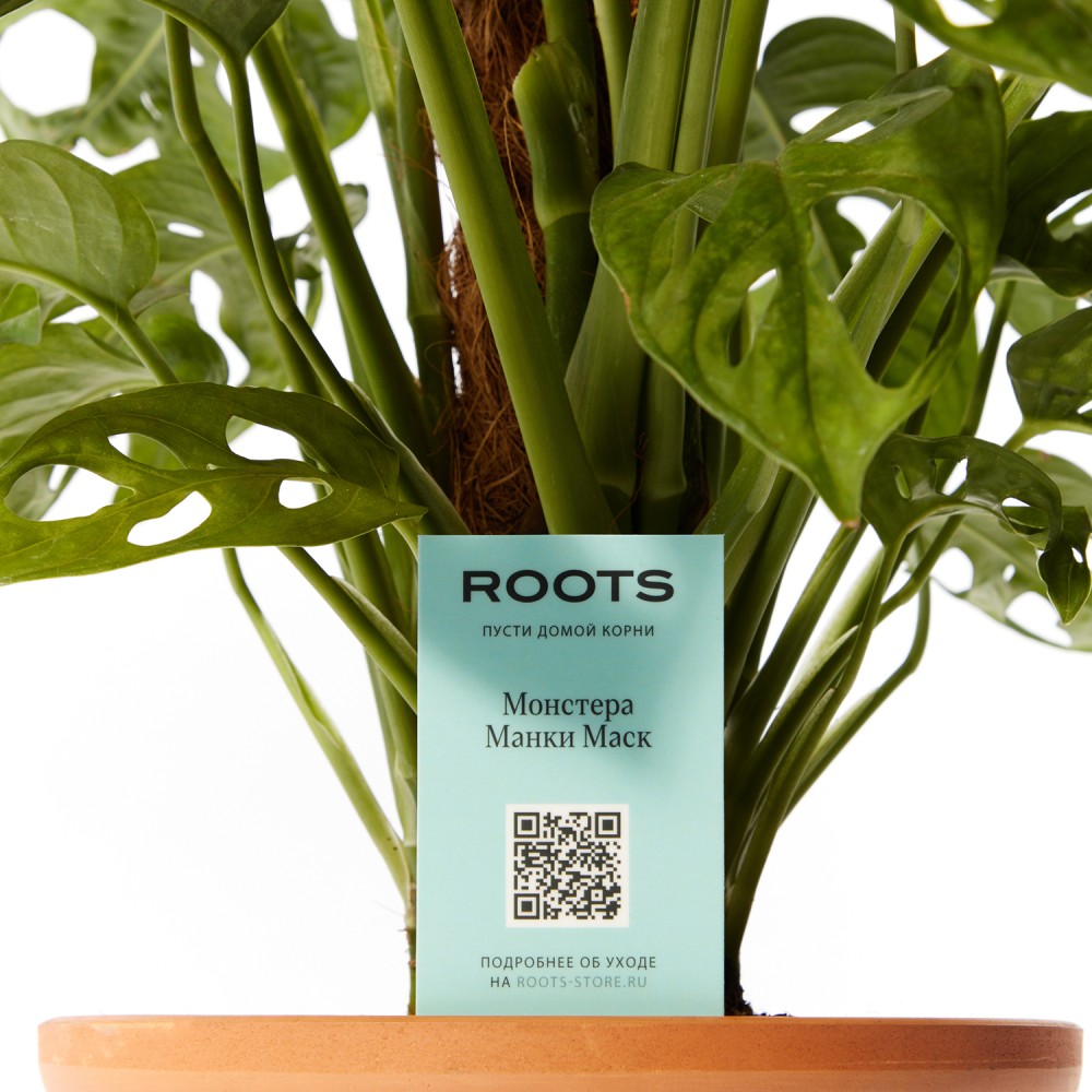 Монстера Манки Маск 