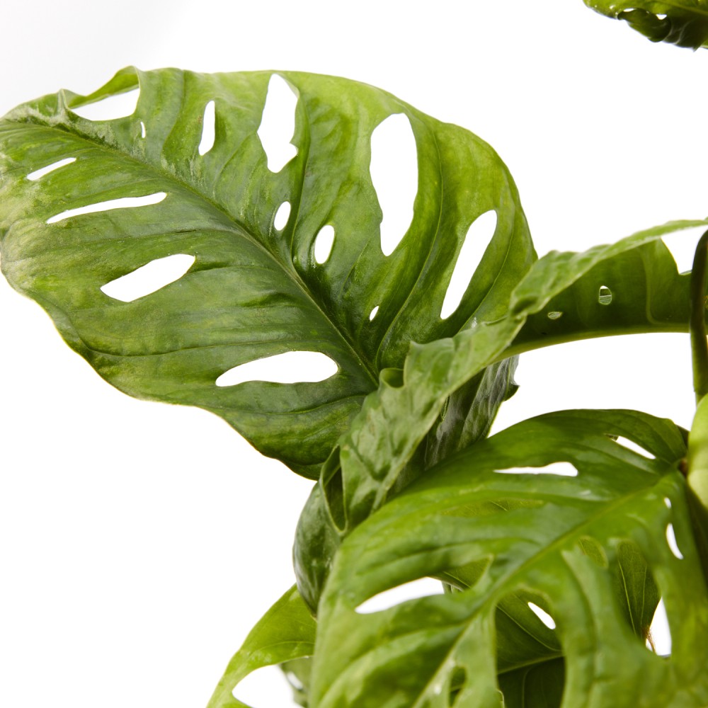 Монстера Манки Маск 