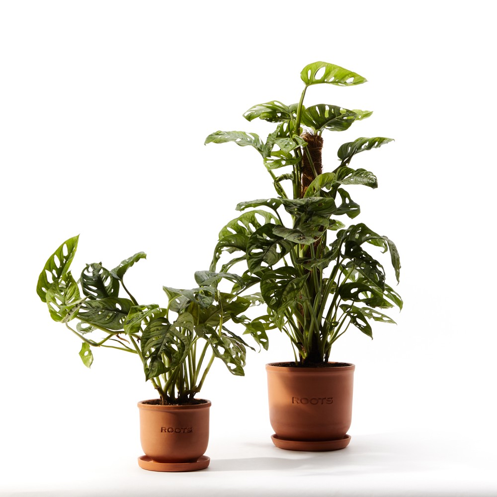 Монстера Манки Маск 