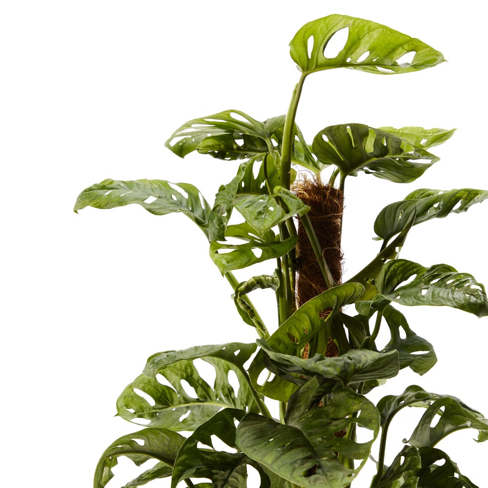 Монстера Манки Маск 