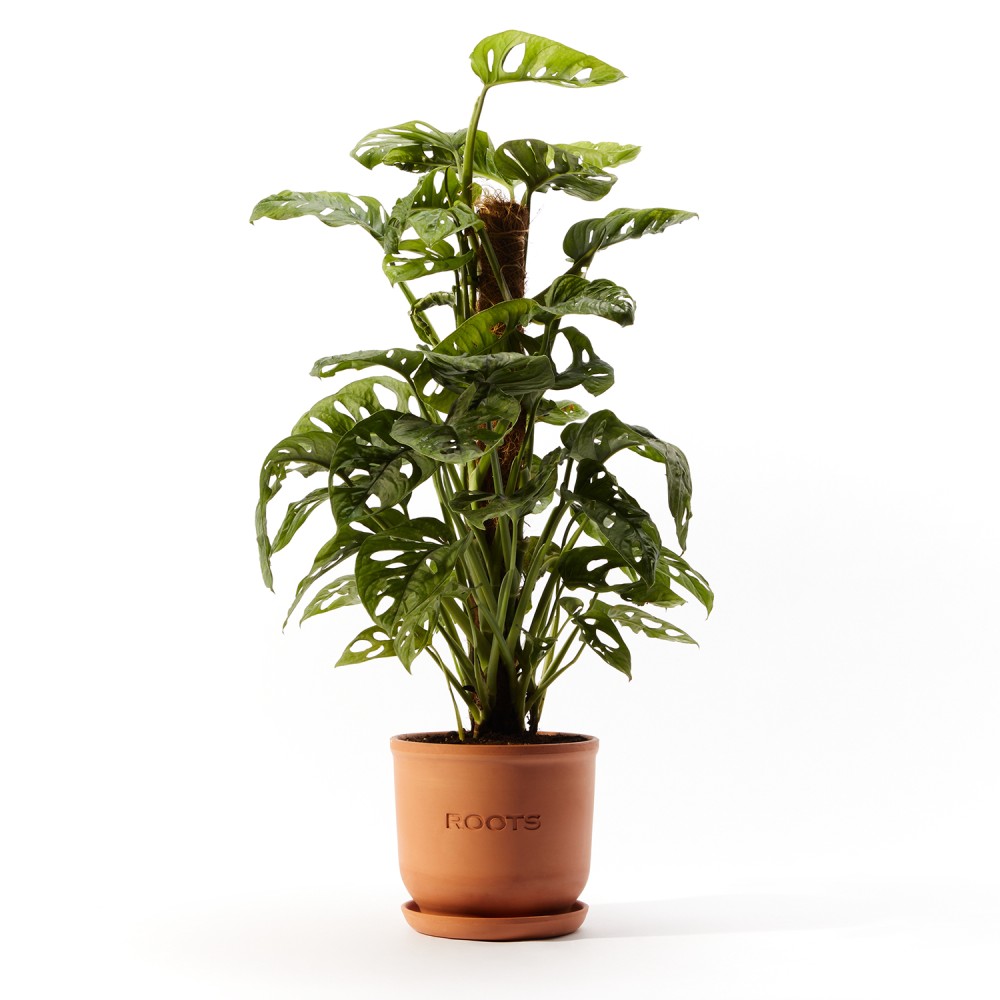 Монстера Манки Маск 