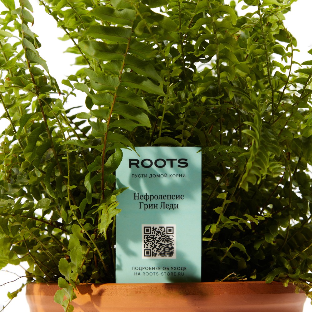 Нефролепсис Грин Леди
