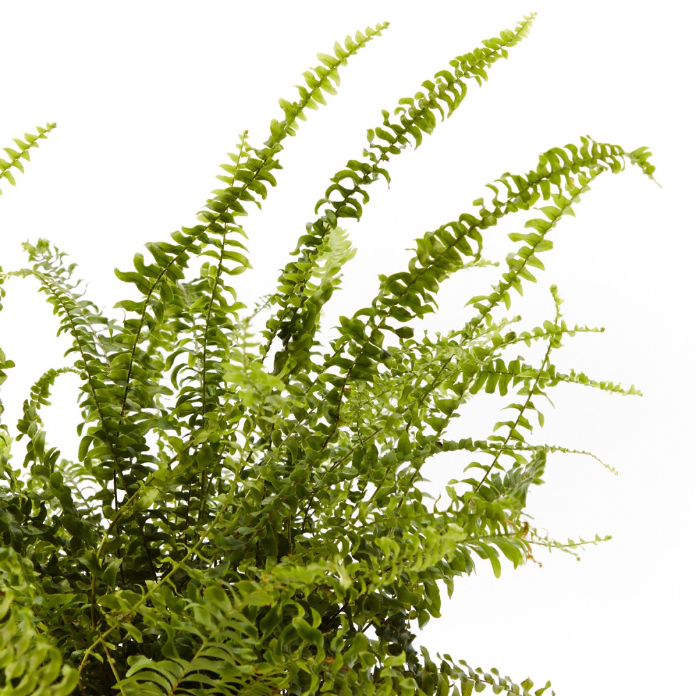 Нефролепсис Грин Леди