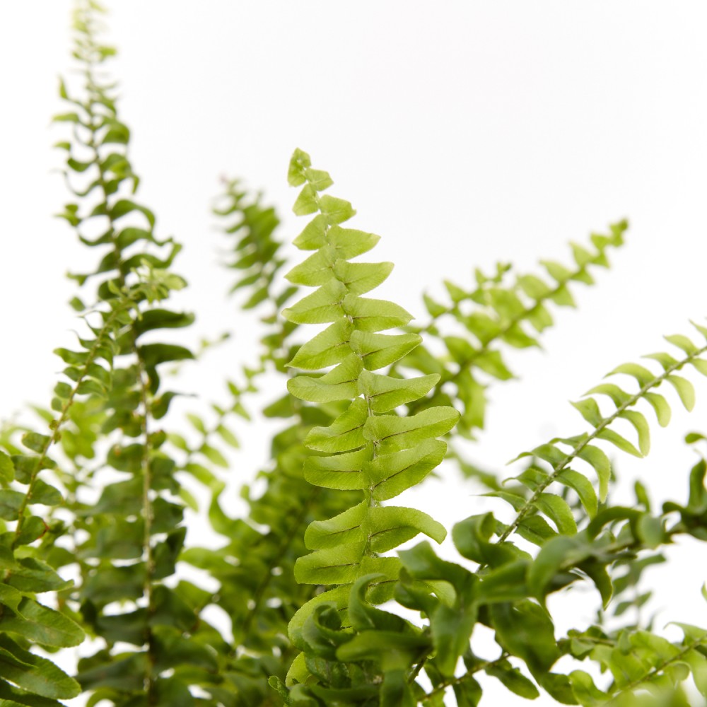 Нефролепсис Грин Леди