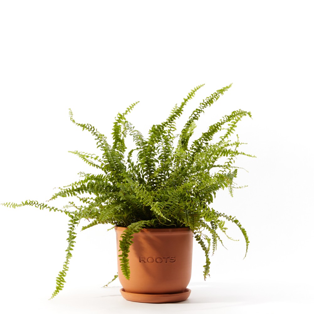 Нефролепсис Грин Леди