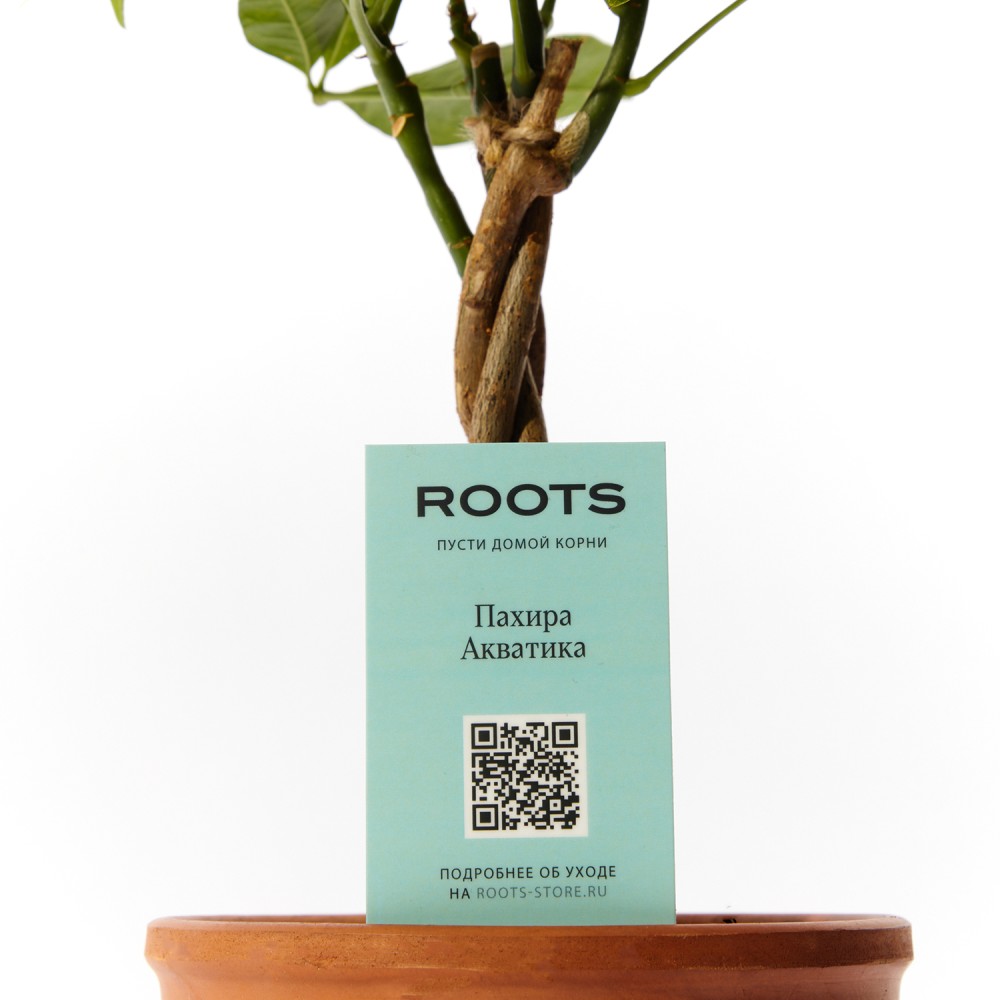 Пахира Акватика 