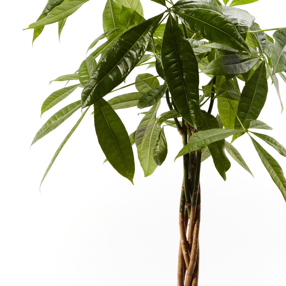 Пахира Акватика 