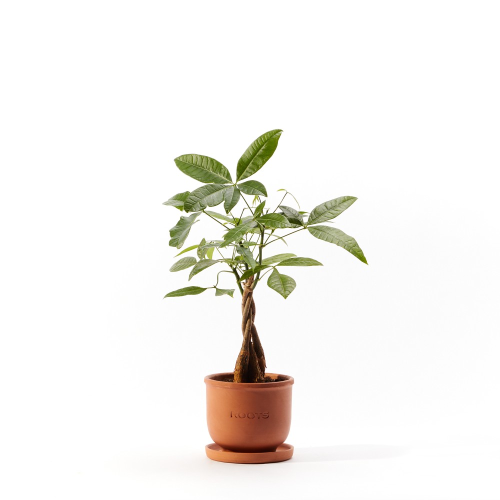 Пахира Акватика 