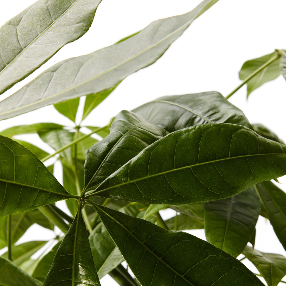 Пахира Акватика 