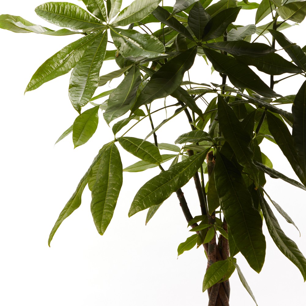 Пахира Акватика Пахира Акватика