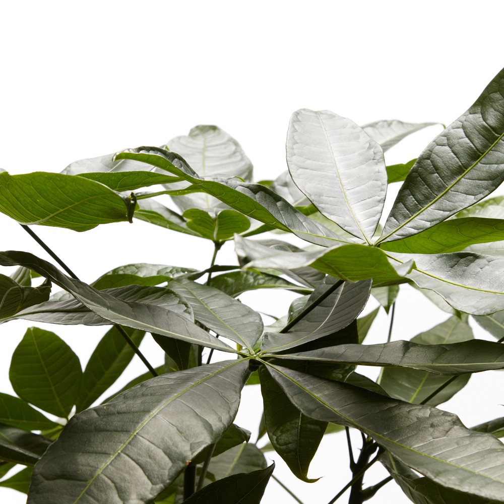 Пахира Акватика Пахира Акватика