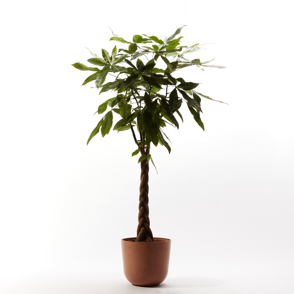 Пахира Акватика Пахира Акватика