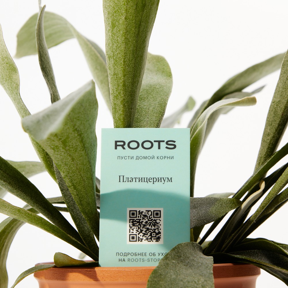 Платицериум