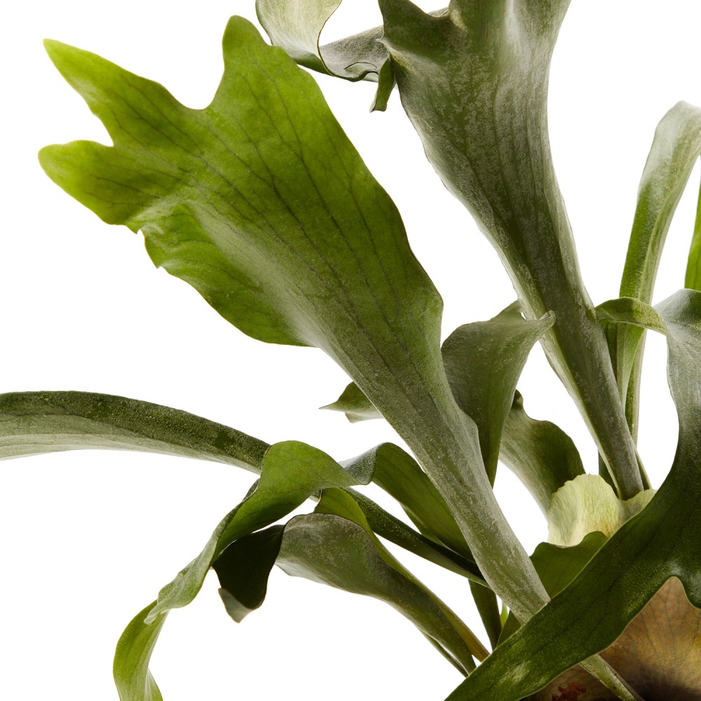 Платицериум