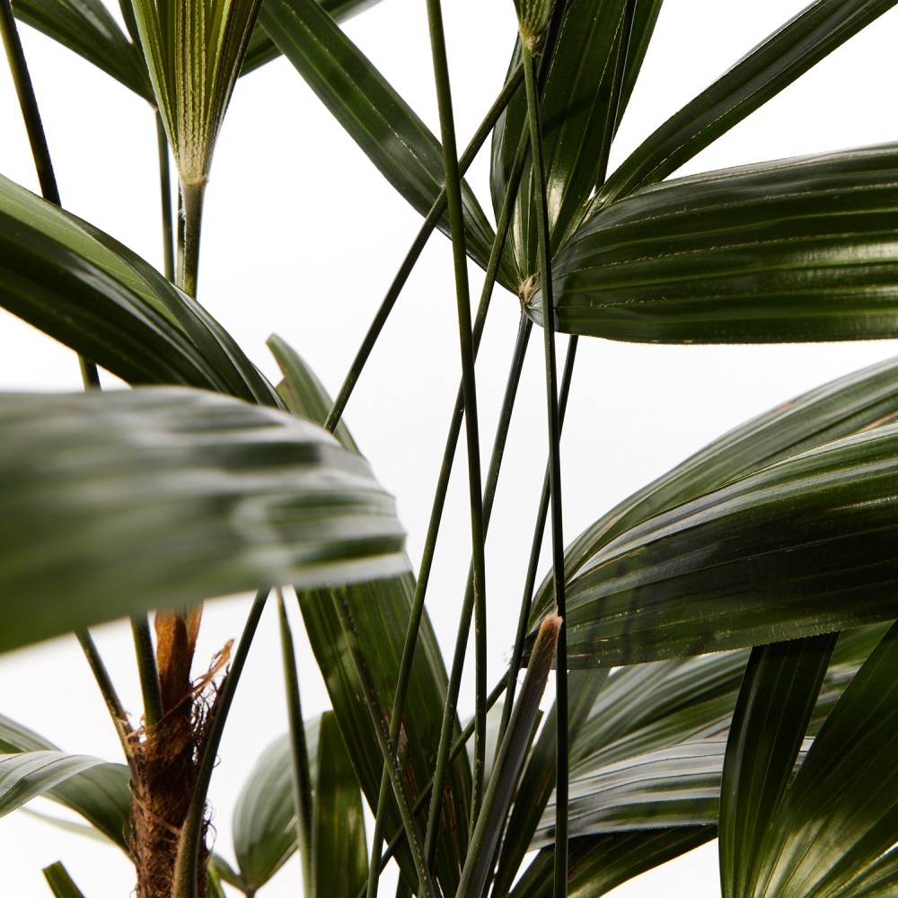 Рапис Рапис