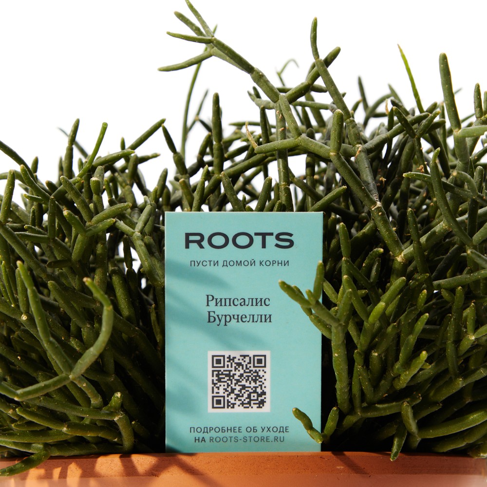 Рипсалис Рипсалис