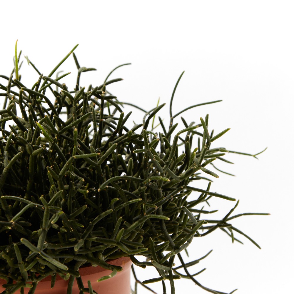 Рипсалис Рипсалис