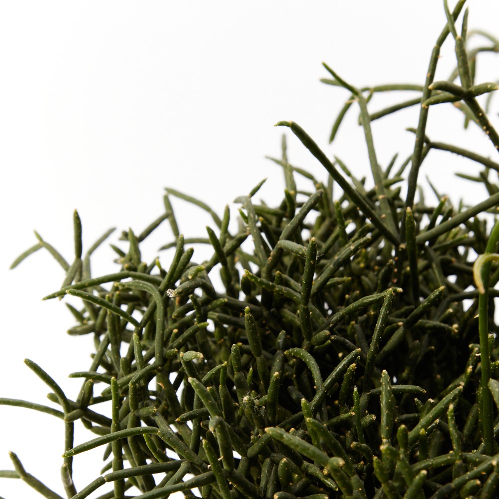 Рипсалис Рипсалис