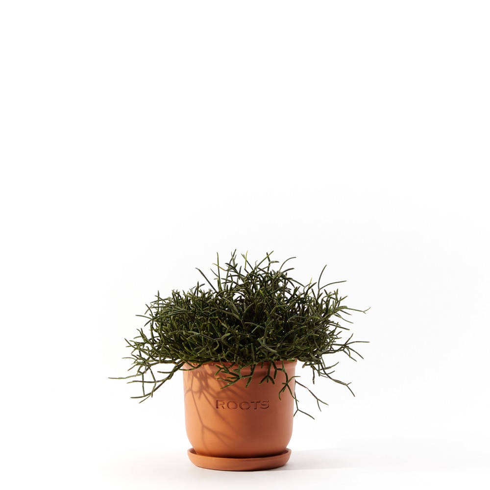 Рипсалис Рипсалис