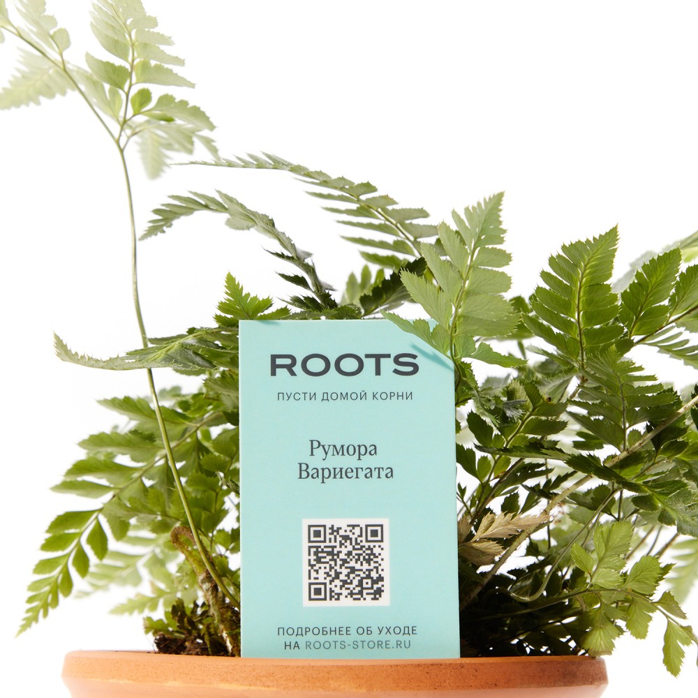 Румора вариегата Румора вариегата