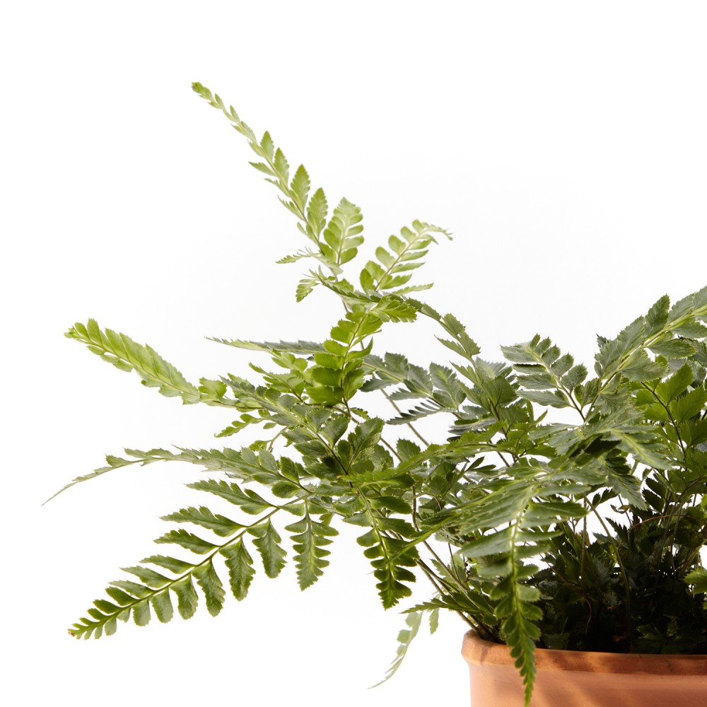 Румора вариегата Румора вариегата