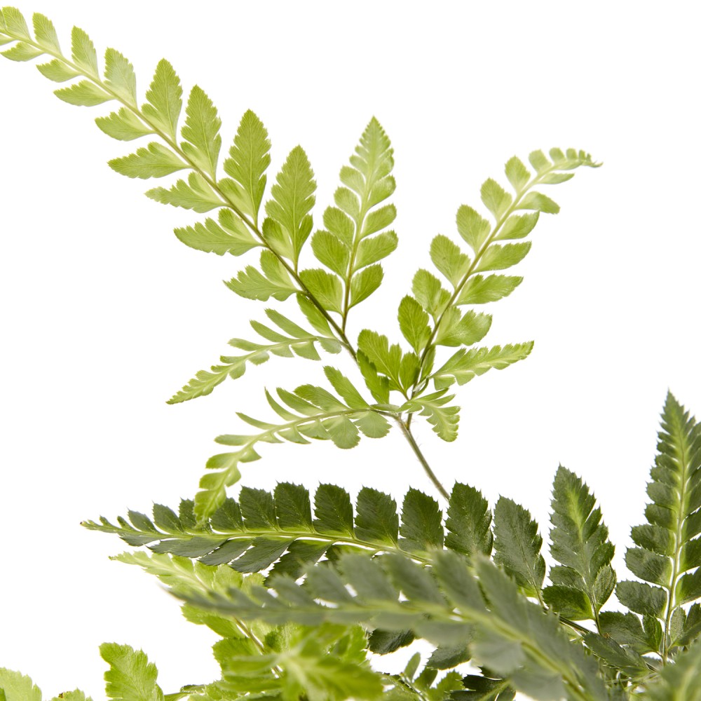 Румора вариегата Румора вариегата