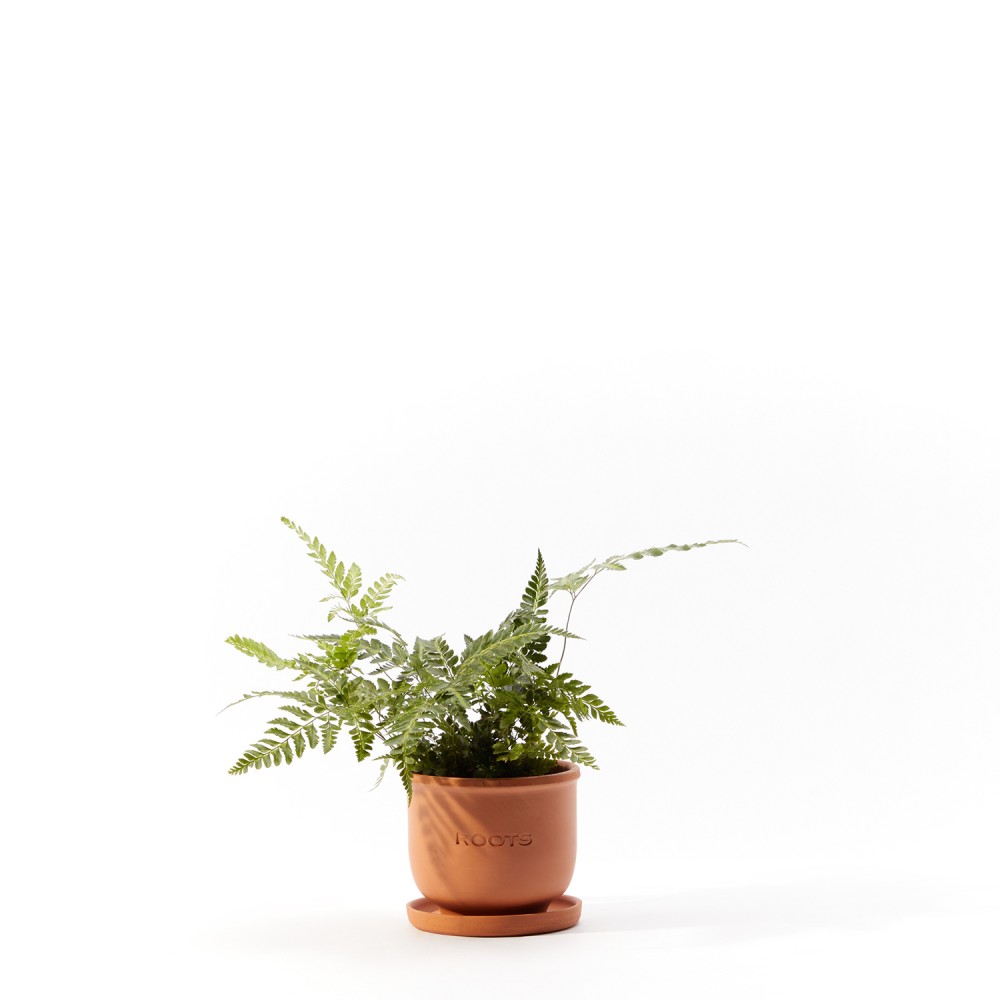 Румора вариегата Румора вариегата