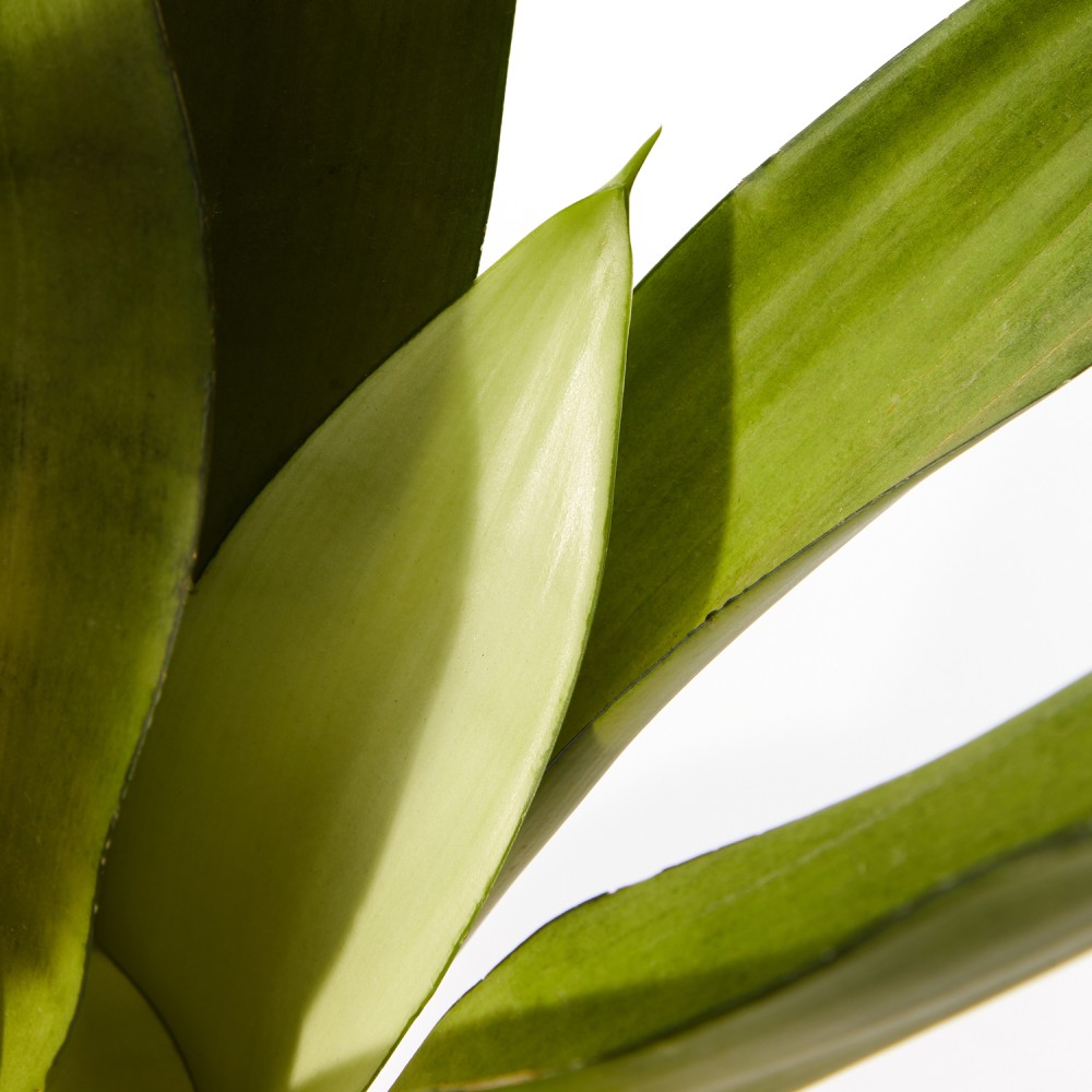 Сансевиерия Муншайн 