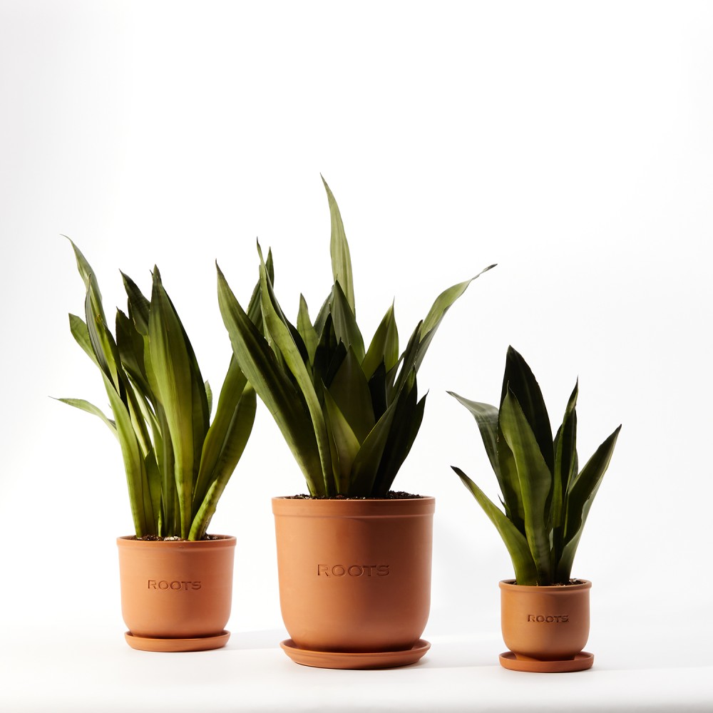 Сансевиерия Муншайн 