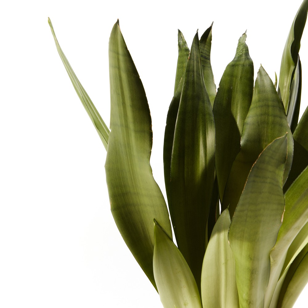 Сансевиерия Муншайн 