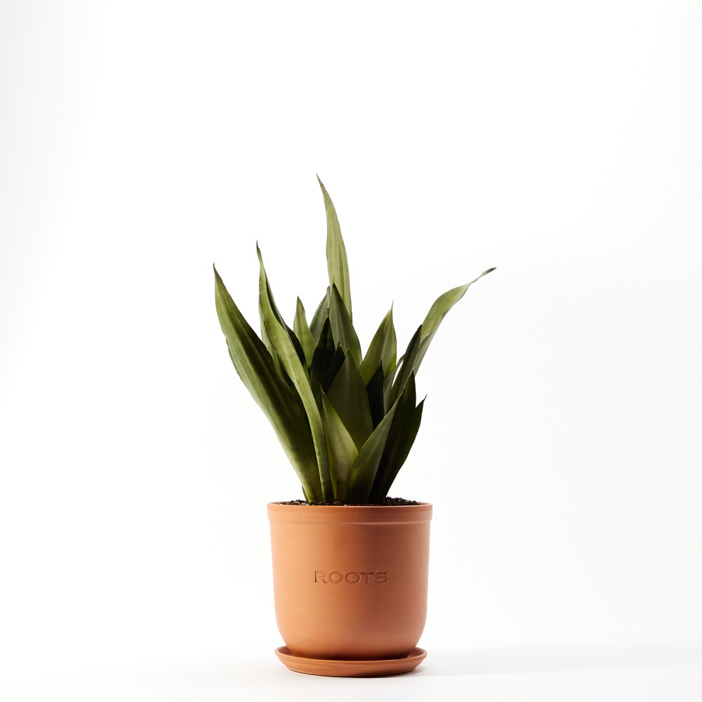 Сансевиерия Муншайн 