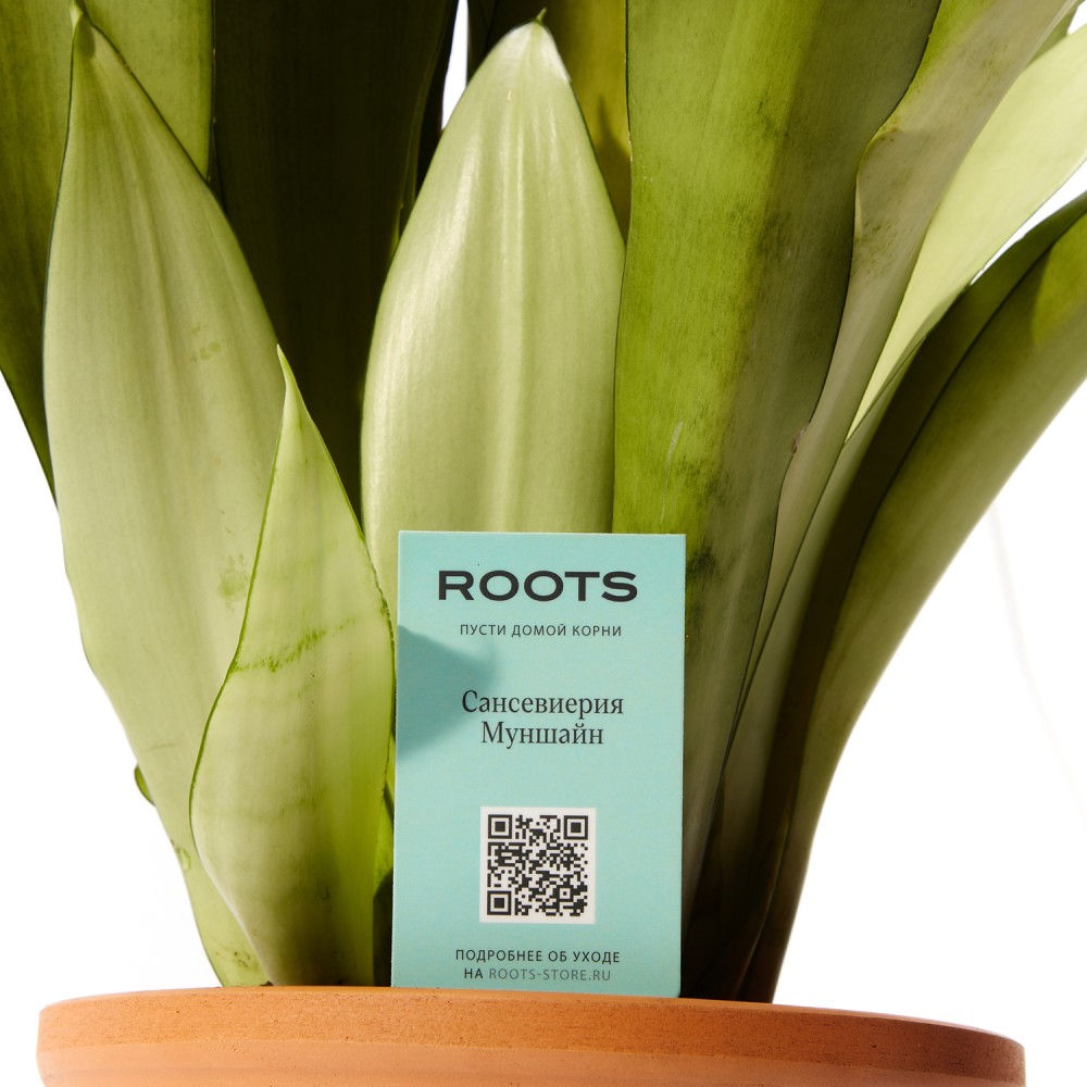 Сансевиерия Муншайн 