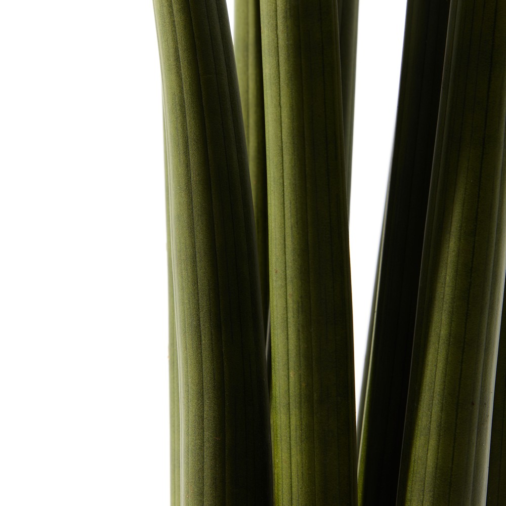 Сансевиерия Цилиндрика Сансевиерия Цилиндрика