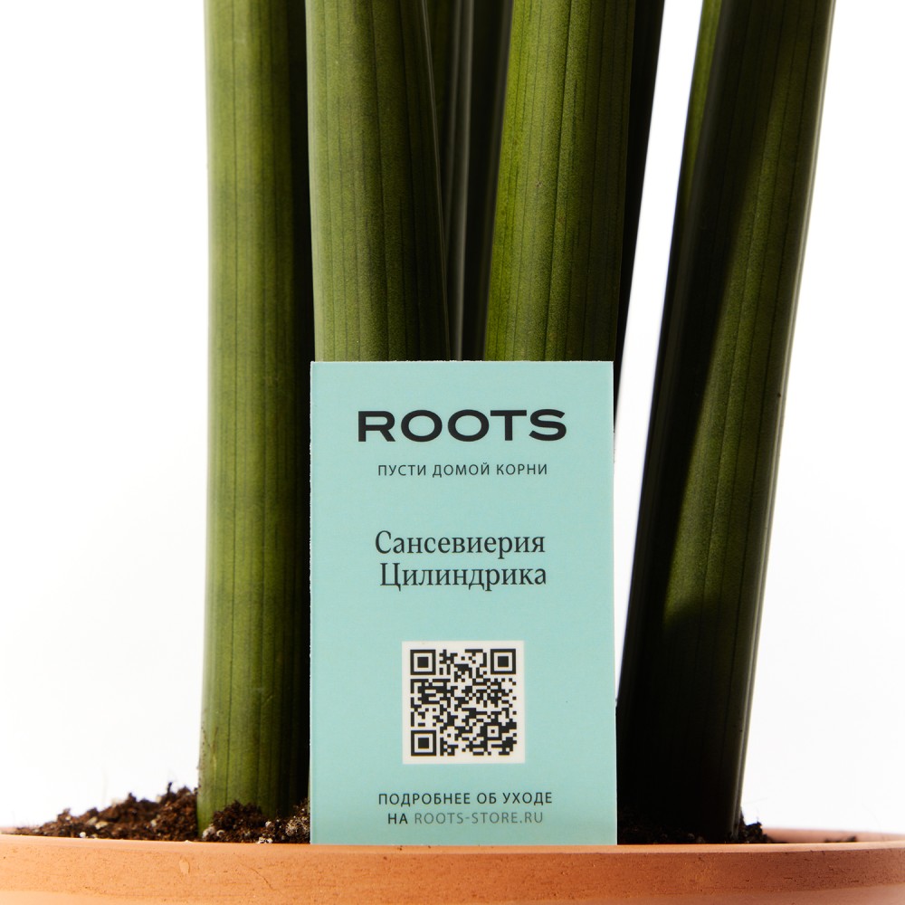 Сансевиерия Цилиндрика