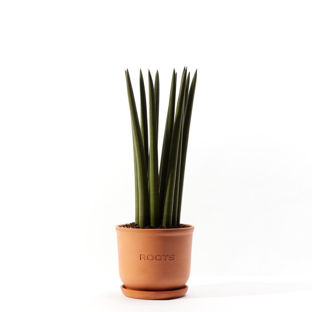 Сансевиерия Цилиндрика