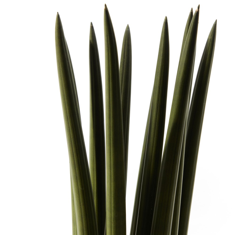 Сансевиерия Цилиндрика