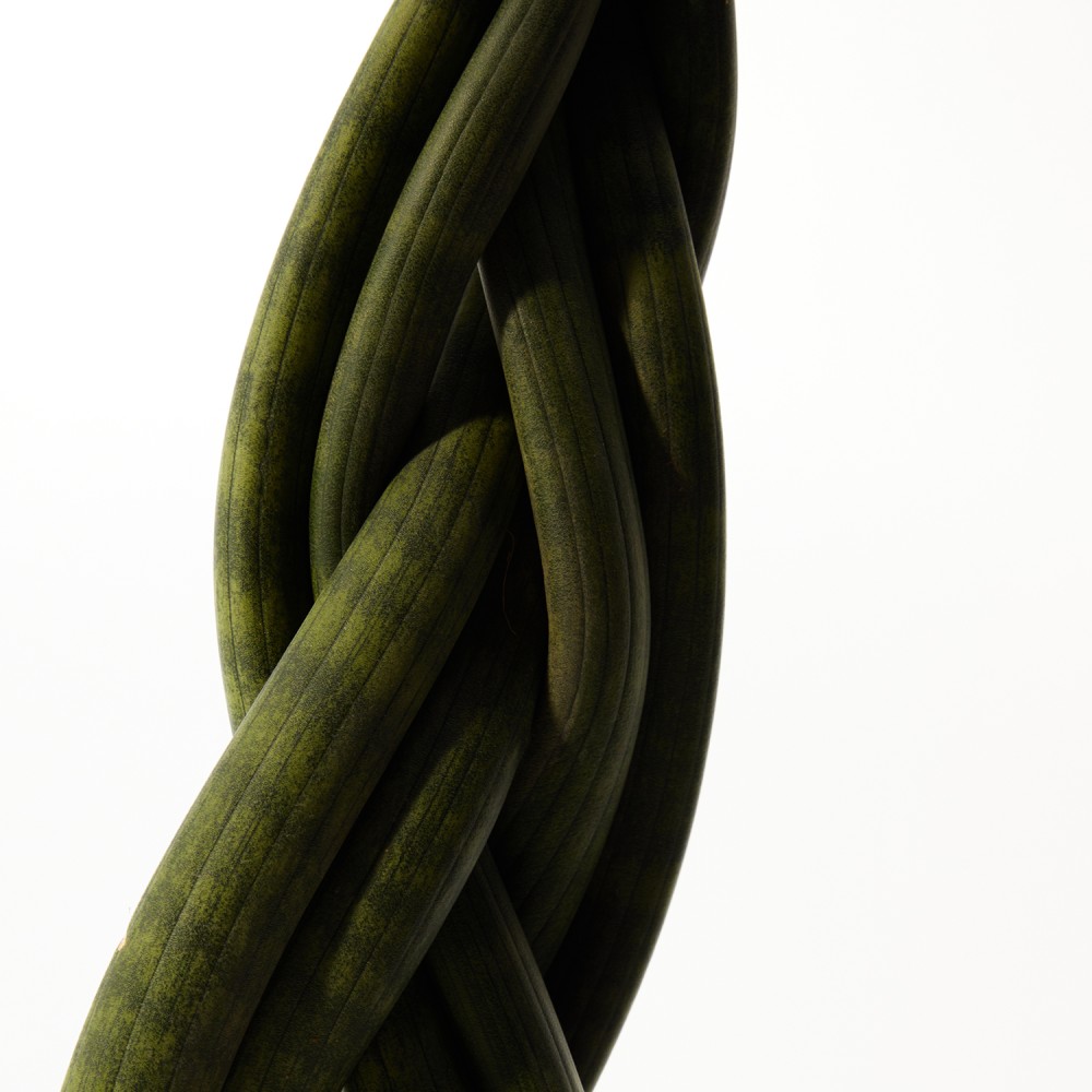 Сансевиерия Цилиндрика Коса