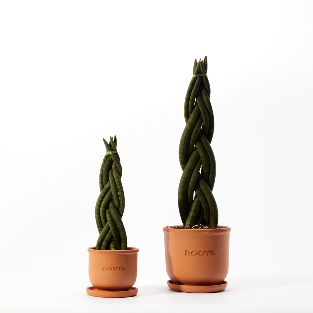 Сансевиерия Цилиндрика Коса