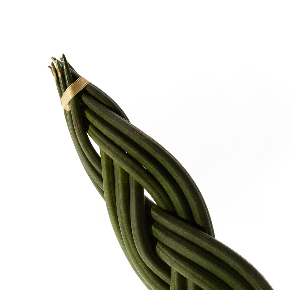 Сансевиерия Цилиндрика Коса