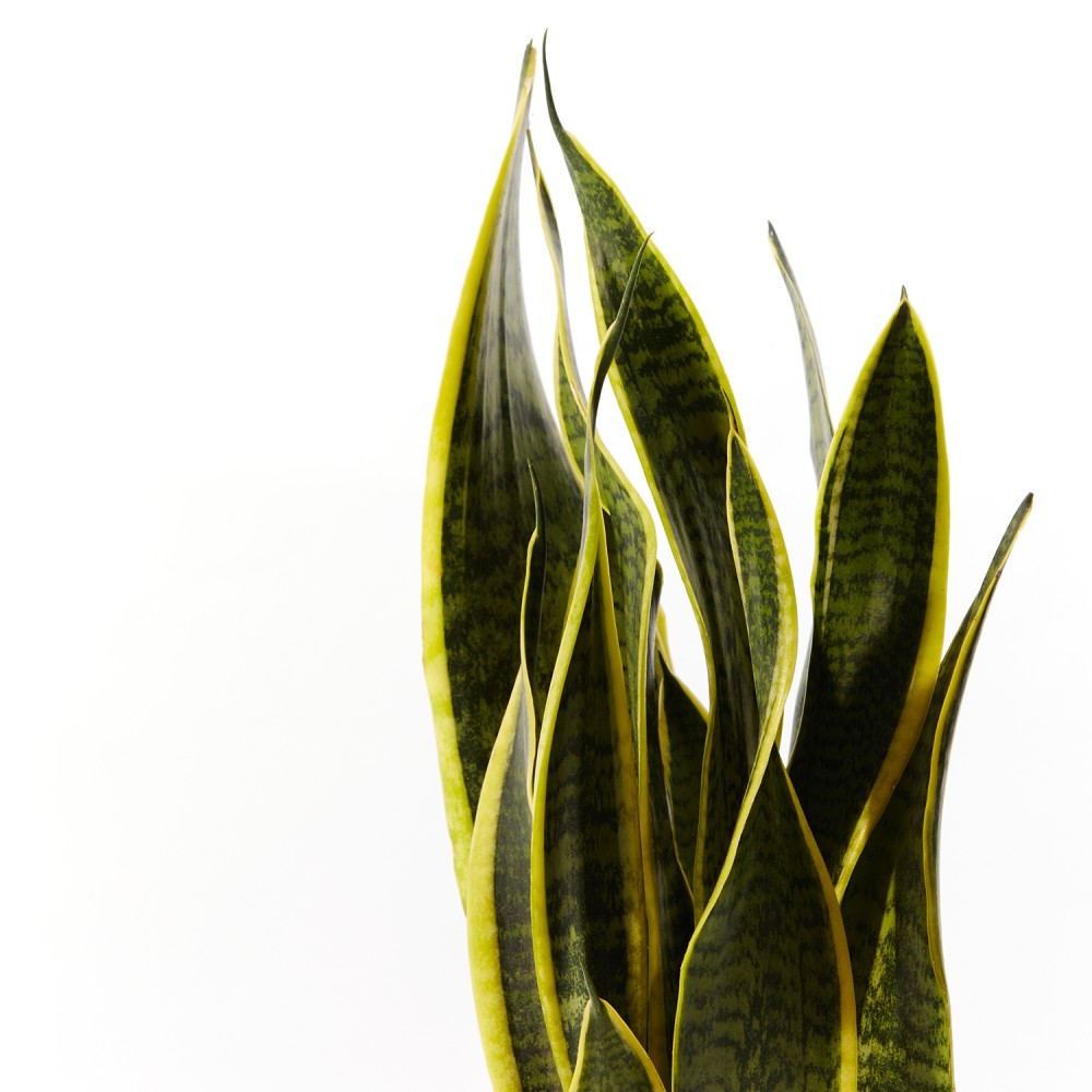 Сансевиерия Лауренти