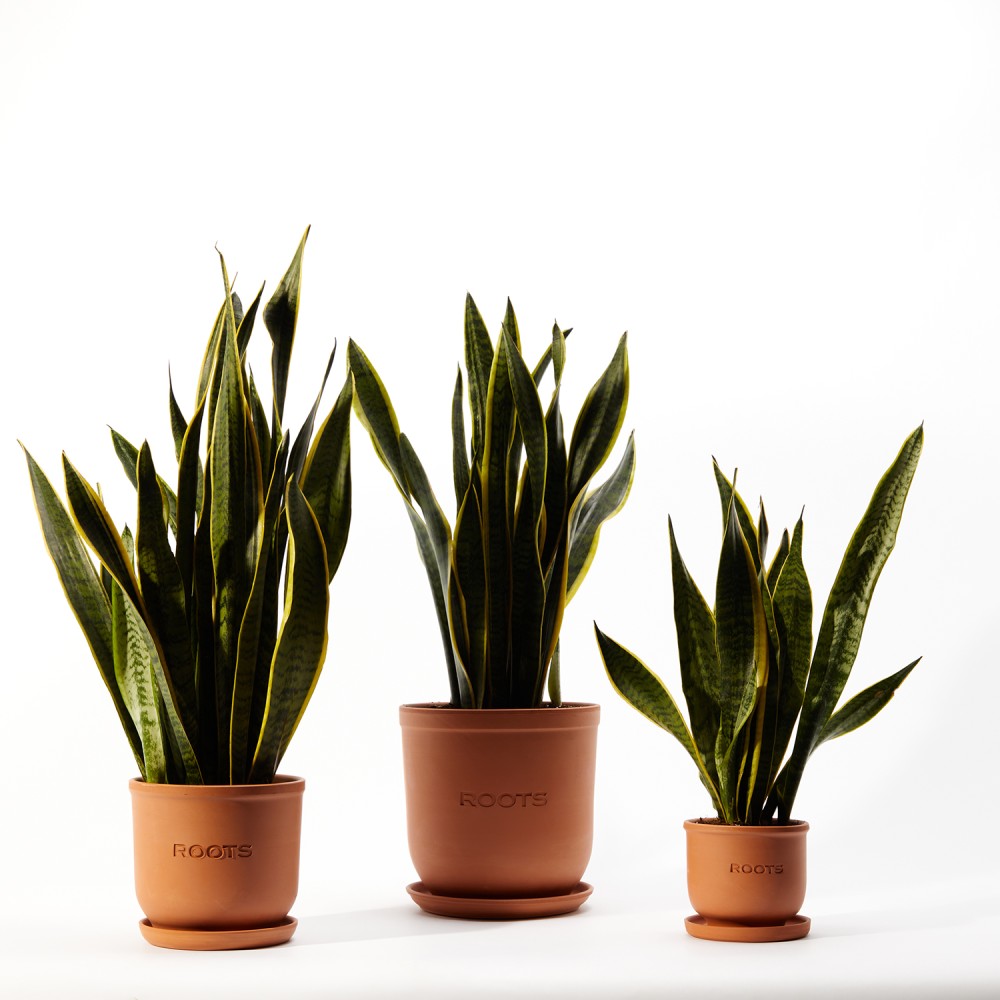 Сансевиерия Лауренти