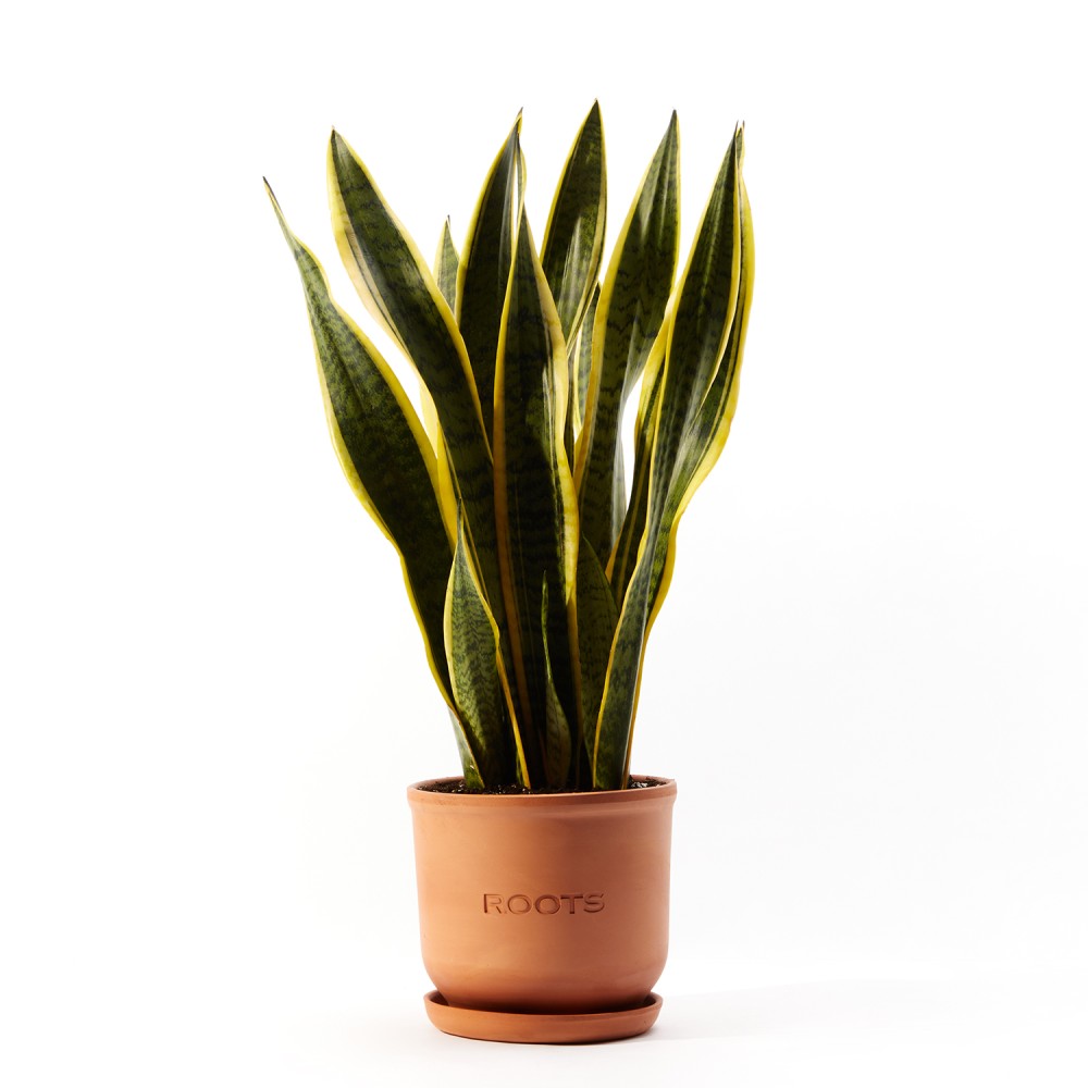 Сансевиерия Лауренти