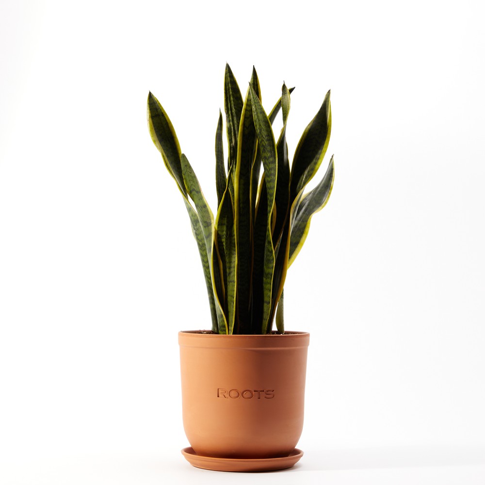 Сансевиерия Лауренти