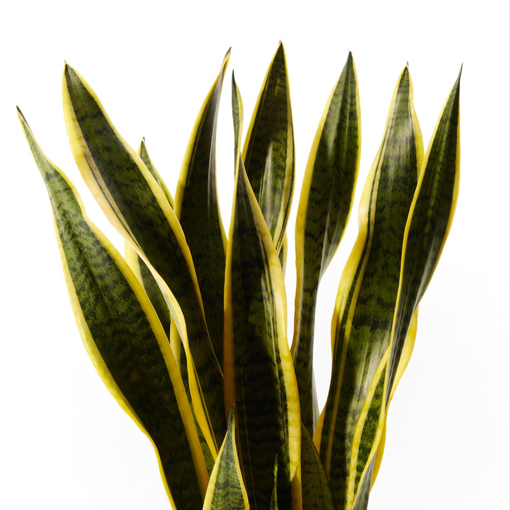 Сансевиерия Лауренти