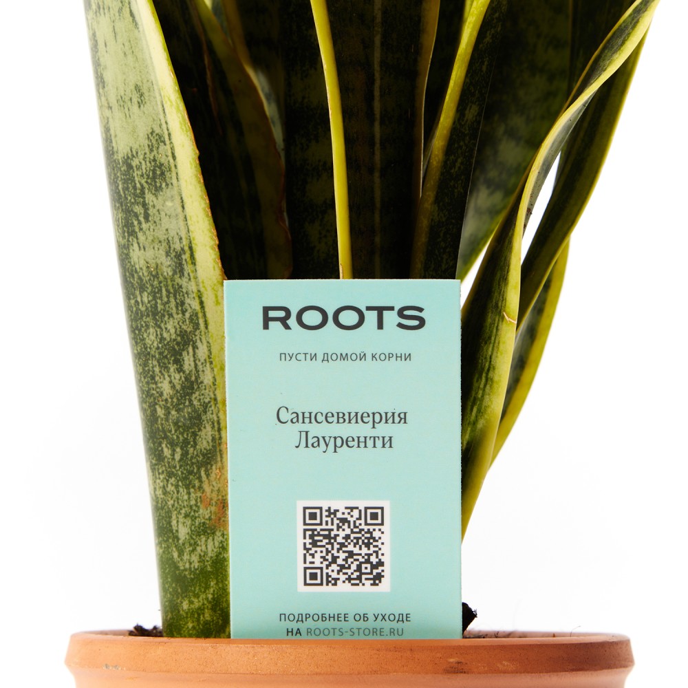 Сансевиерия Лауренти